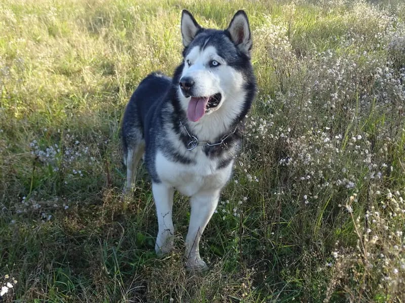Yukon Alaska Malamutes gallery image 4