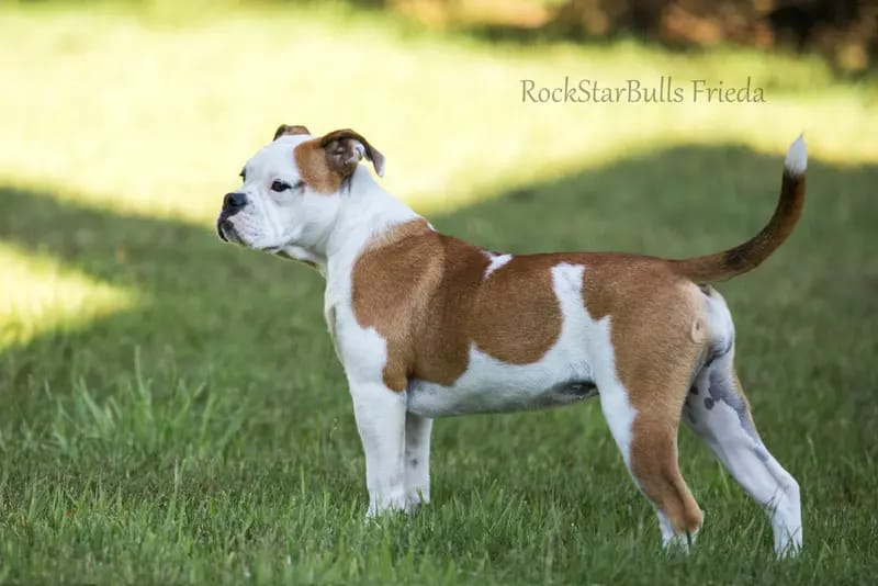 Continental Bulldogs vom Erdfallsee gallery image 4