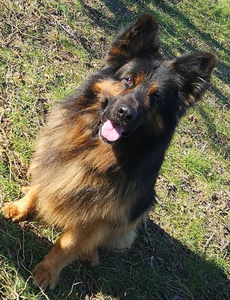 Altdeutsche Schäferhunde vom schwarzen Wolf gallery image 3