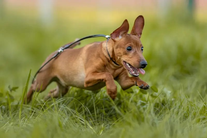Lowermillzwergpinscher gallery image 4