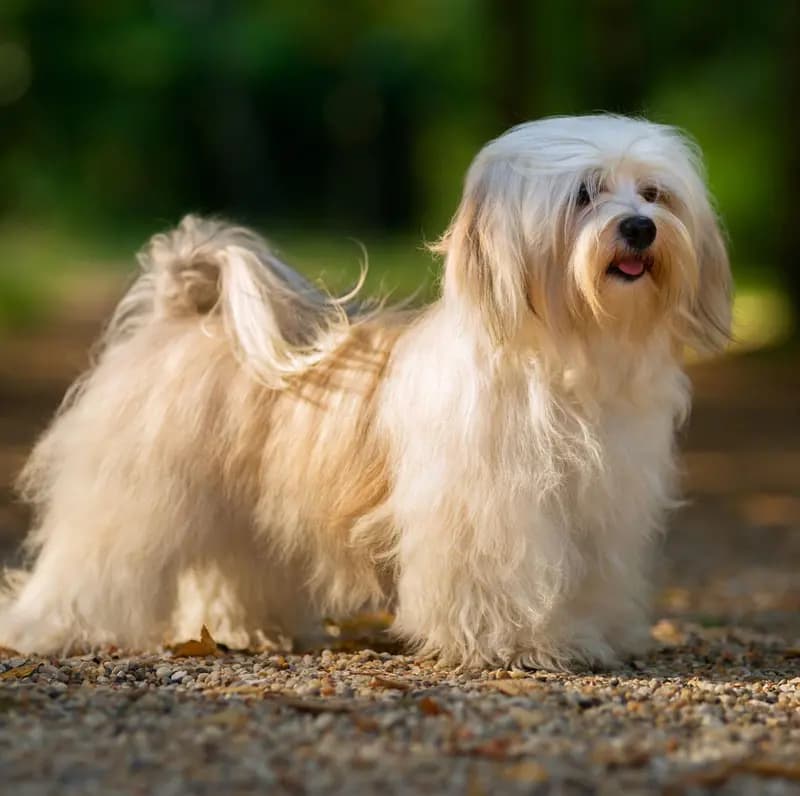 Bichon Havanais – hunderace