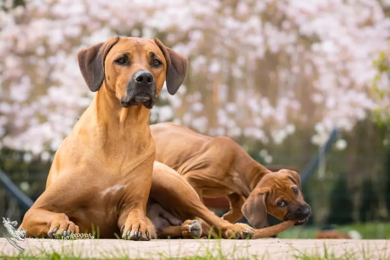 Tierärztliche Rhodesian Ridgebackzucht a Via Canis von Frau Dr. Tina Johann gallery image 2