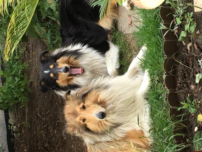 Einmal Collie, immer Collie gallery image 2