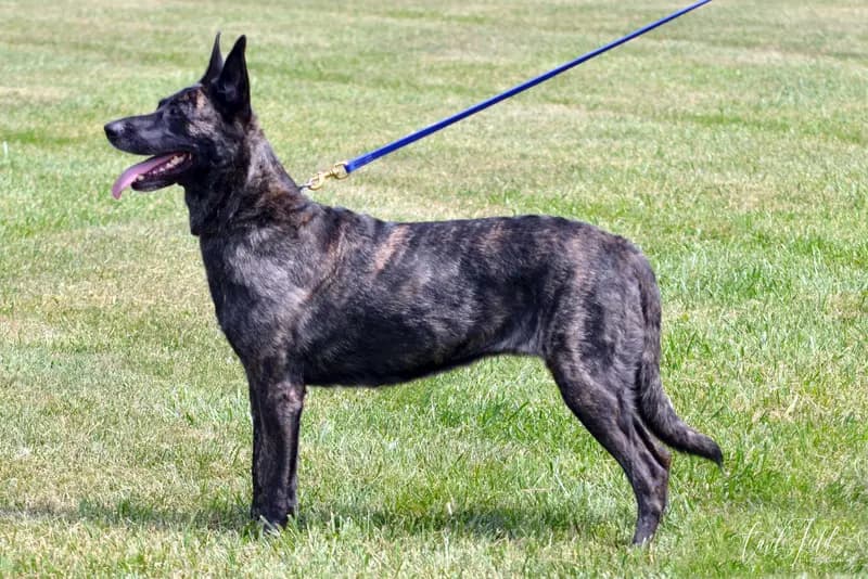 Hollandsk Hyrdehund – hunderace