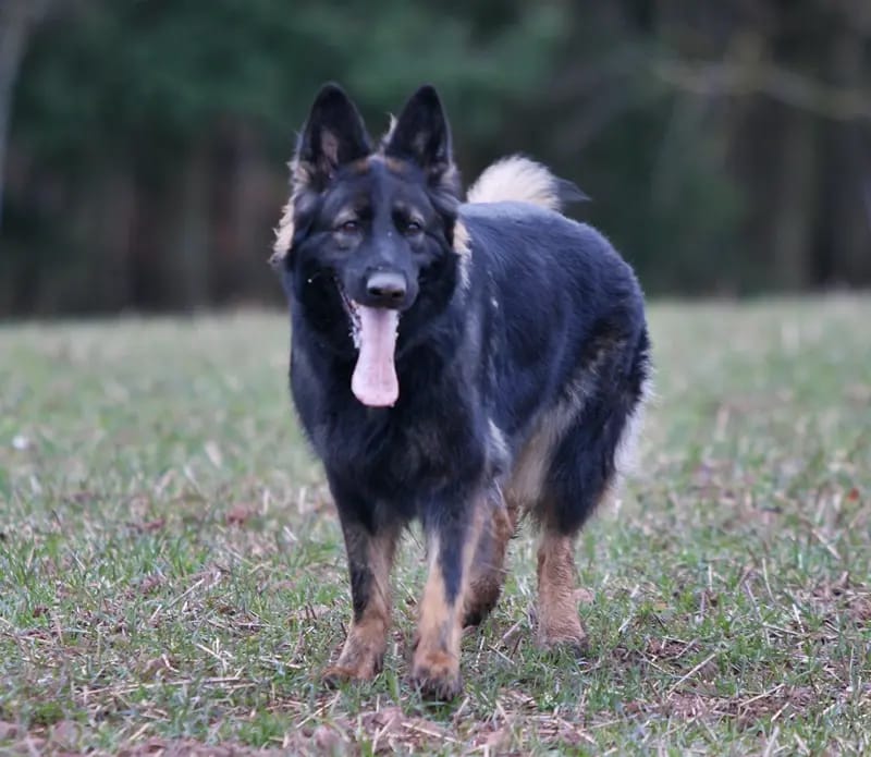 Altdeutsche Schäferhunde von Spirit of Damon gallery image 4