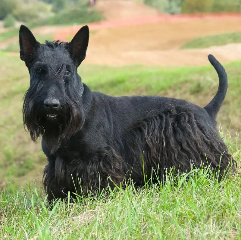 Skotsk Terrier – hunderace