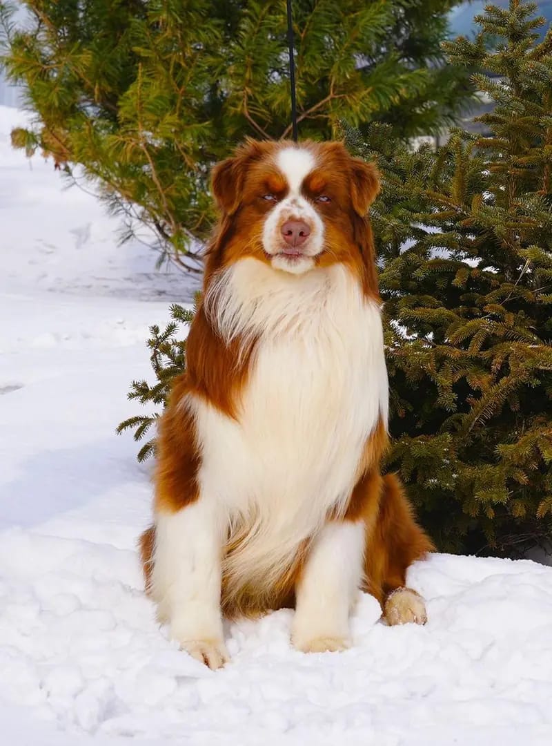 Deckrüde Australian Shepherd/Red Tri/ Blaue Augen gallery image 2
