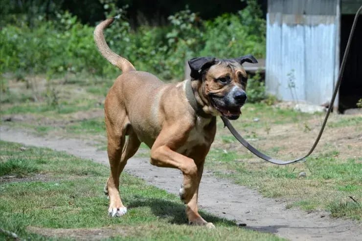 Bully gallery image 3