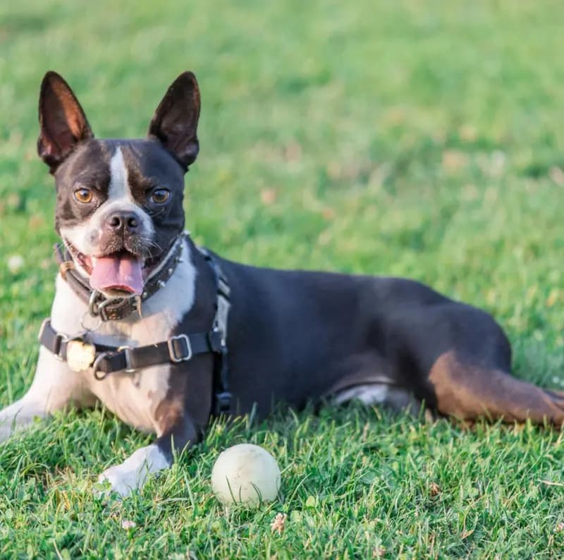 Boston Terrier – hunderace