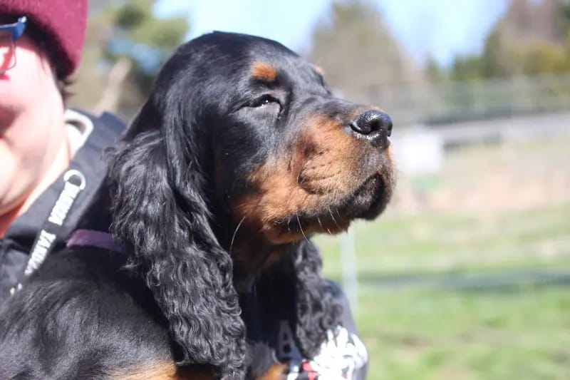Gordon Setter und englische Setter aus Sachsen gallery image 2