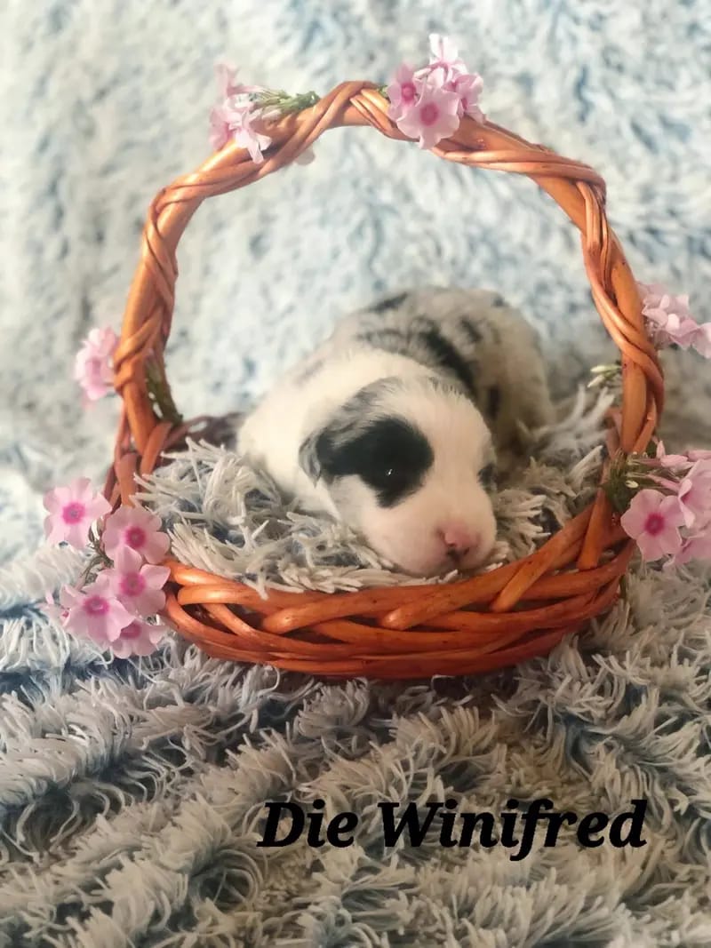 die Winifred gallery image 2