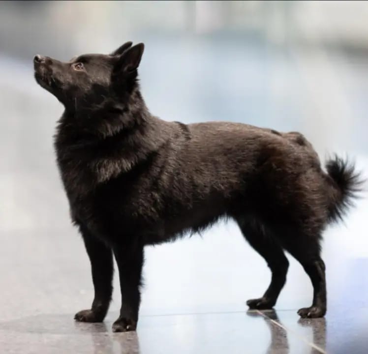 Black Star Schipperkes gallery image 2