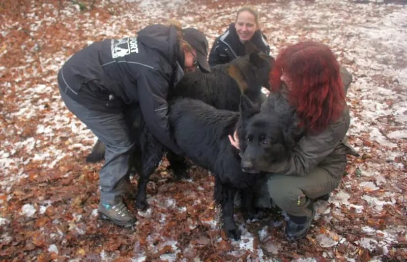 Fussel of Wolfcabs gallery image 3