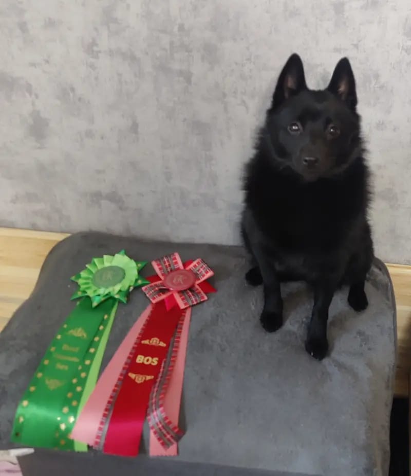 Black Star Schipperkes A Tribute gallery image 3