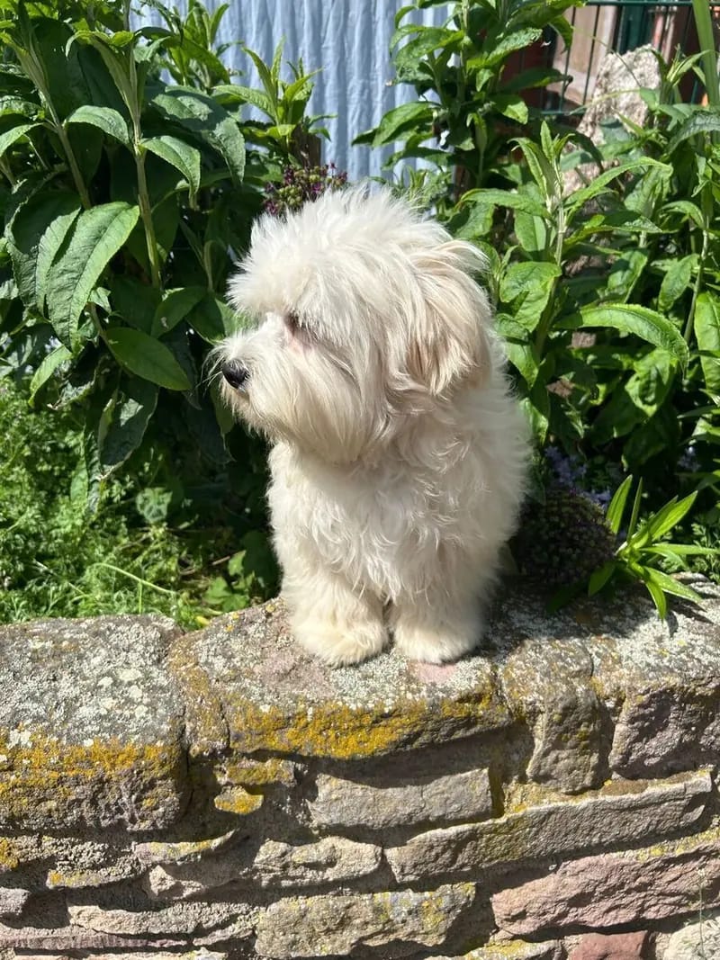 Achtung ! Wir müssen aus privaten Gründen unsere Lieblinge abgeben – Maltipoo Welpe – Bild 3