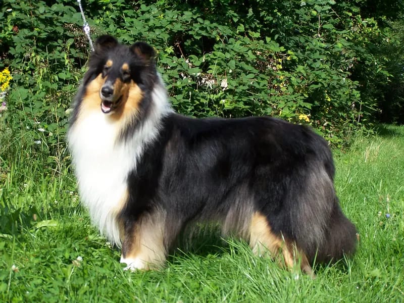 Collies of Amarsis gallery image 3