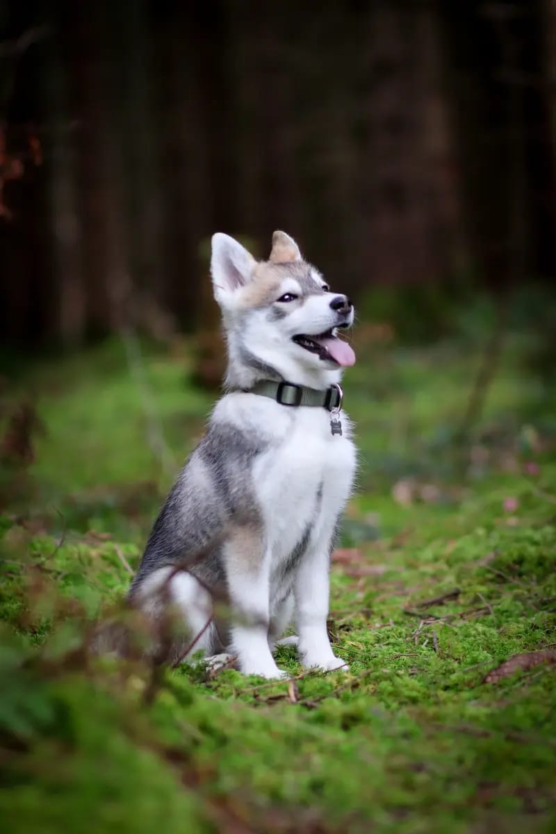 F3 Pomsky Welpen aus privater Hundezucht in München gallery image 2