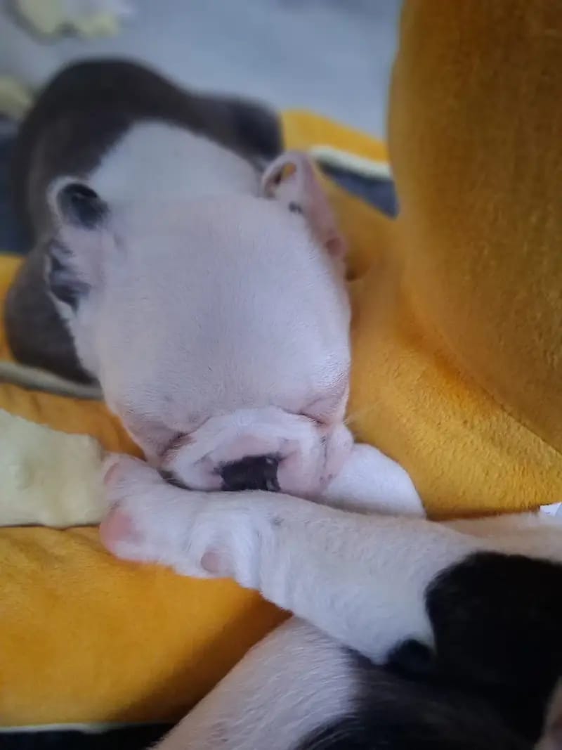 Ash – Boston Terrier Welpe – Bild 3