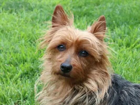 Lesnoy's Australian Terrier gallery image 3