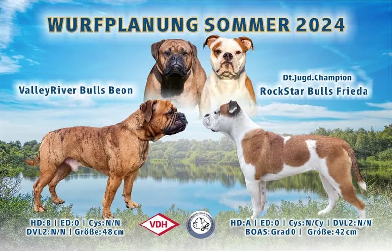 Continental Bulldogs vom Erdfallsee gallery image 2