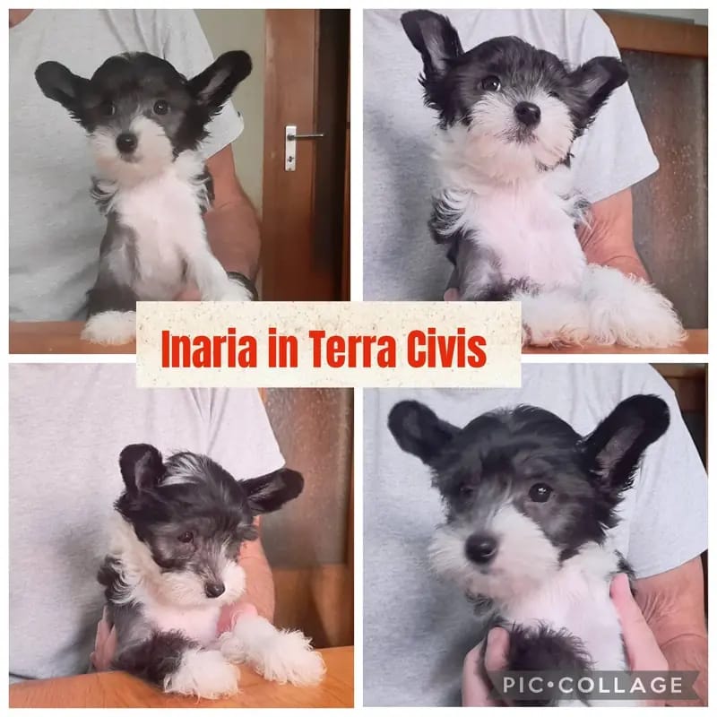 Inaria – Chinese Crested Dog Welpe – Bild 2