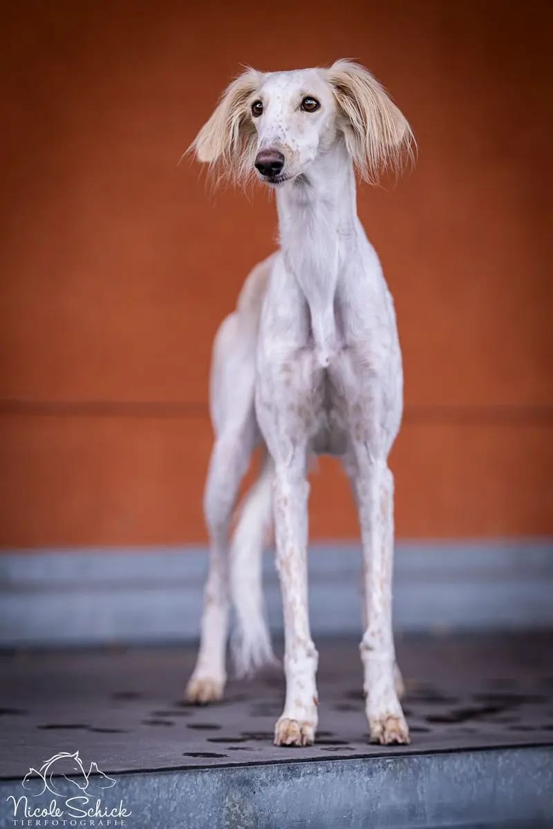 Saluki, persischer Windhund, Wurfankündigung gallery image 3