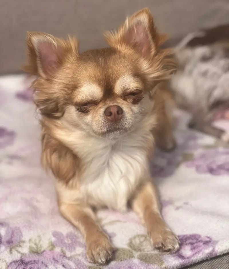 Chihuahuas von der grünen Wiese gallery image 2