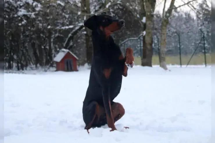 HUGO sucht sehr erfahrene Dobermann-Kenner gallery image 3