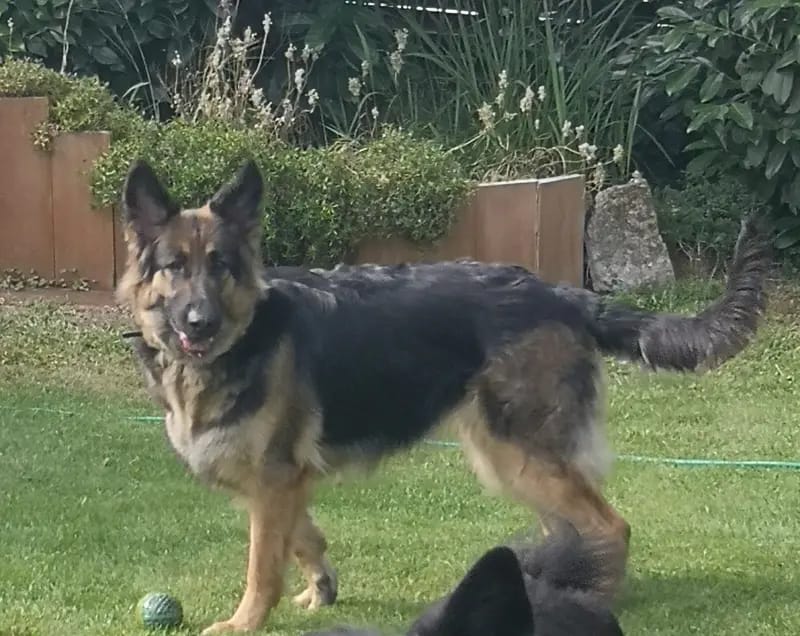 Altdeutsche Schäferhunde vom schwarzen Wolf gallery image 2