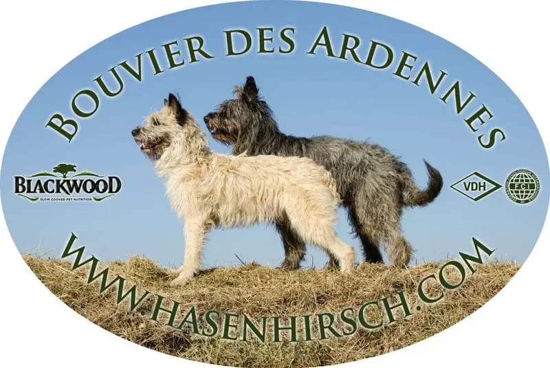 Bouvier des Ardennes Zuchtstätte Hasenhirsch gallery image 4