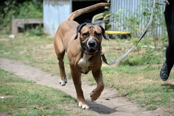 Bully gallery image 4
