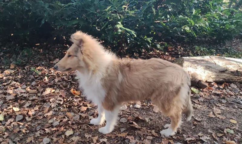 Collies of Yellow River gallery image 4