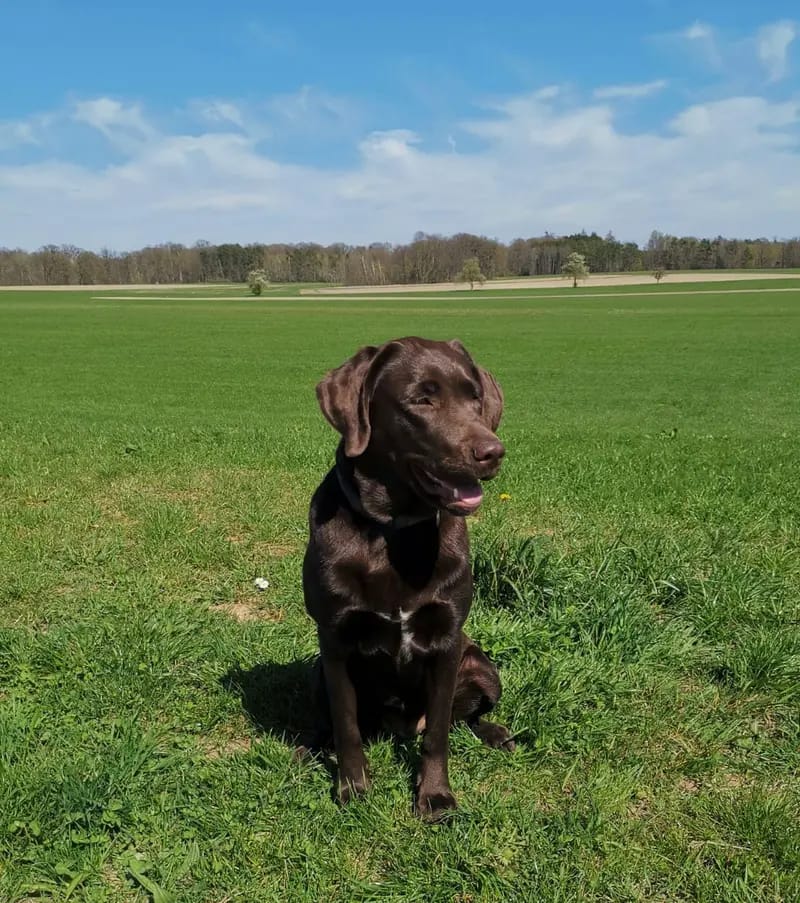 Labrador vom Bärengraben gallery image 3
