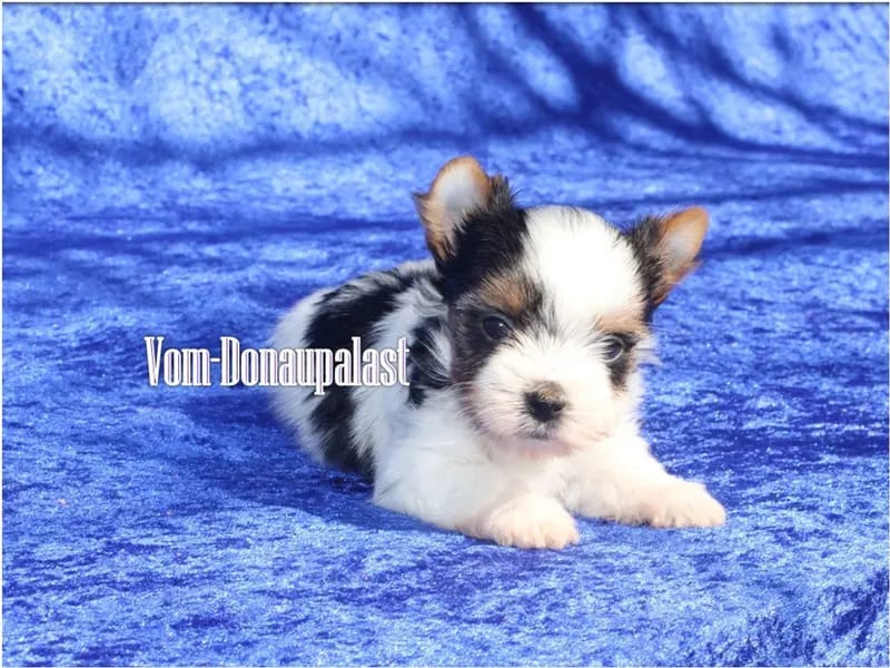 Reinrassige Biewer Yorkshire Terrier Rüde. gallery image 3