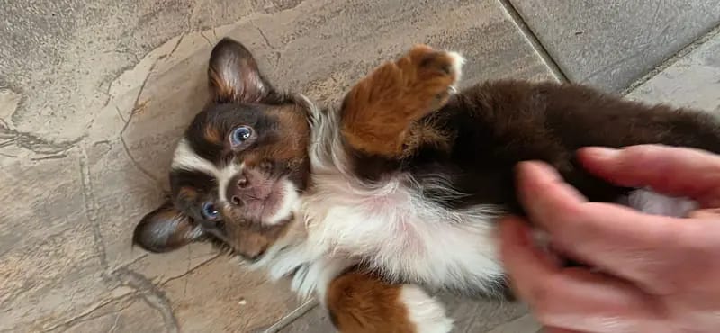 Toy Australian Shepherd auf herzens suche – Australian Shepherd hvalp – Billede 4
