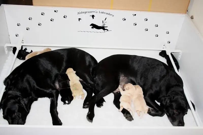 Aldagessem's Labradors gallery image 2