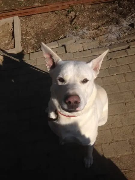 Weisse Schäferhunde vom Meibels Knapp gallery image 3
