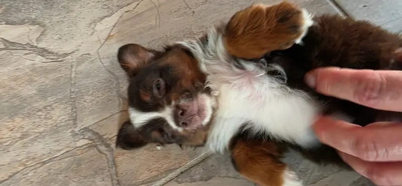 Toy Australian Shepherd auf herzens suche – Australian Shepherd hvalp – Billede 3
