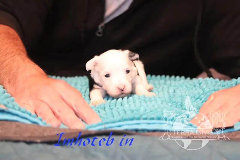 Inhoteb – Chinese Crested Dog Welpe – Bild 2