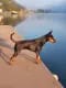 D`Emy vom Honighof – Zwergpinscher Welpe – Bild 4