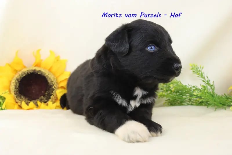 Moritz gallery image 3