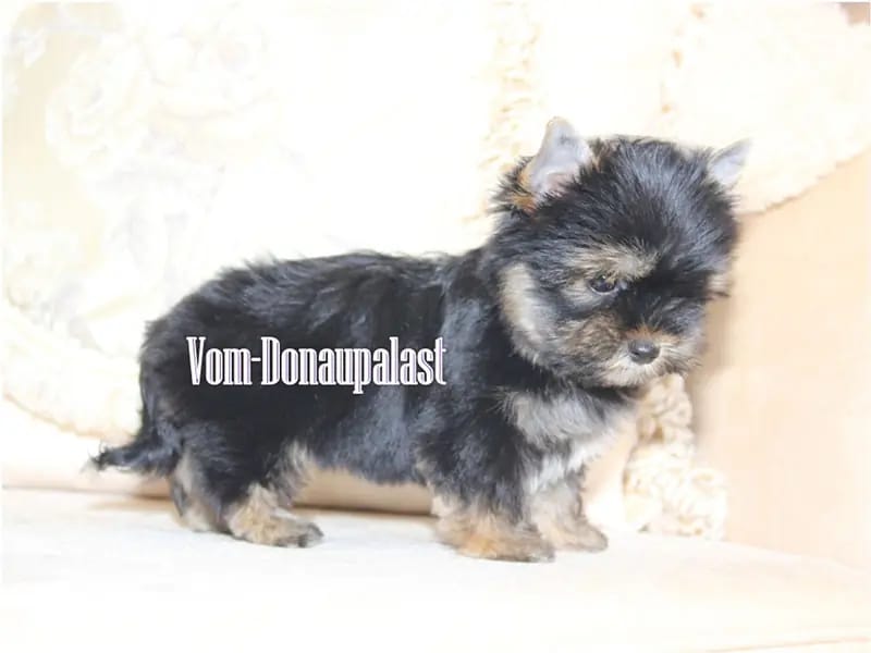 Yorkshire Terrier Rüde aus seriöser Hundezucht mit Ahnentafel. – Yorkshire Terrier Pup – Foto 3