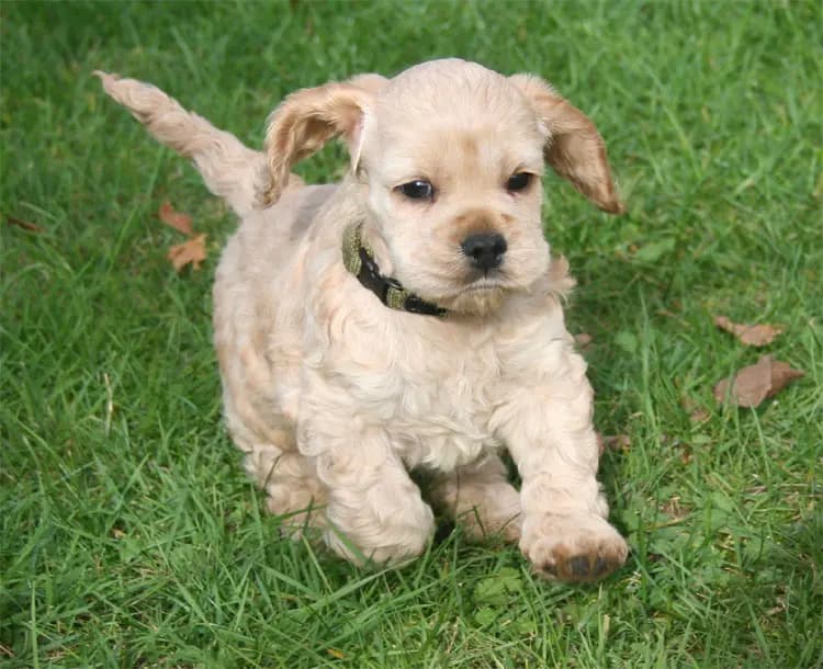 Amerikansk Cocker Spaniel – hunderace