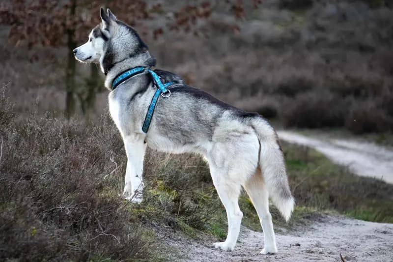 Siberian Husky – hunderace
