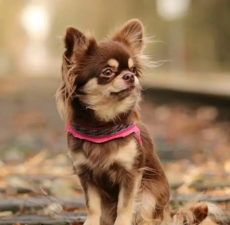 Ginga Diamonds of Chocolate gallery image 2