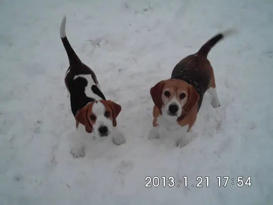Beagle von der Krayenburg gallery image 3