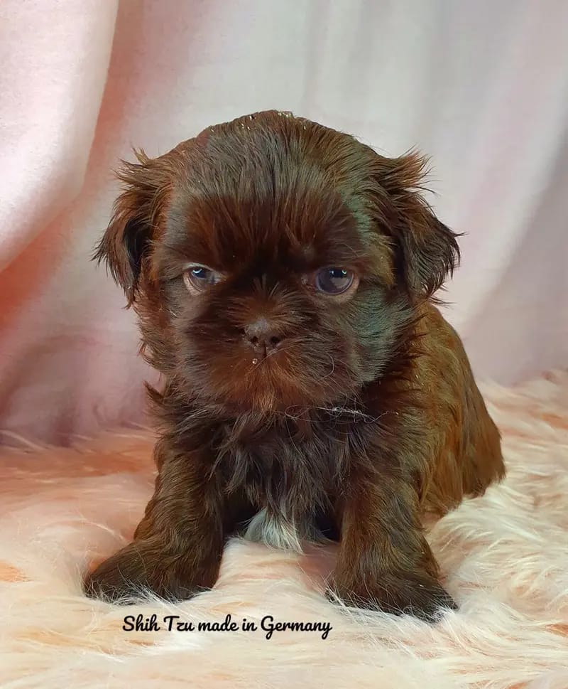 Reinrassige Shih Tzu Welpen gallery image 2
