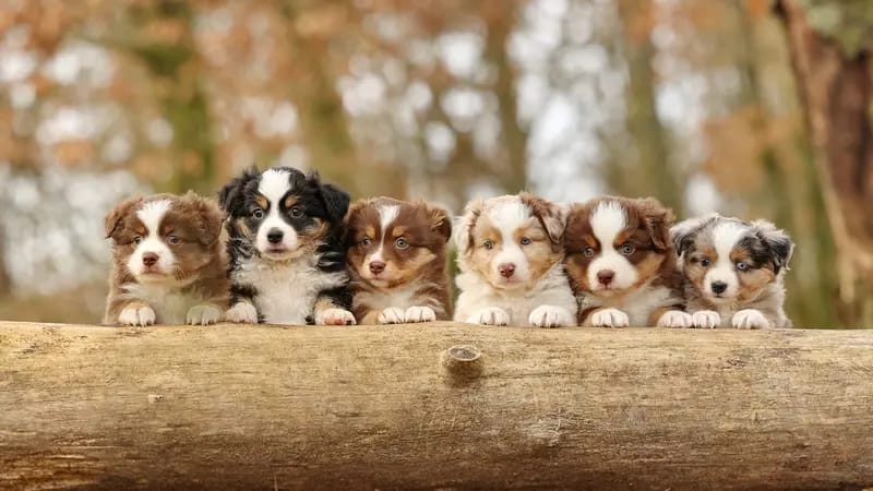 Spirit of Topenga's Mini Australian Shepherds gallery image 3