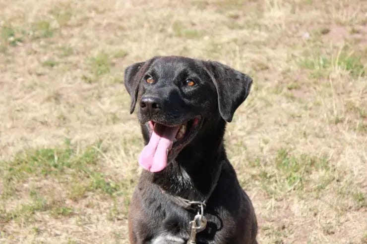 Buddy gallery image 3