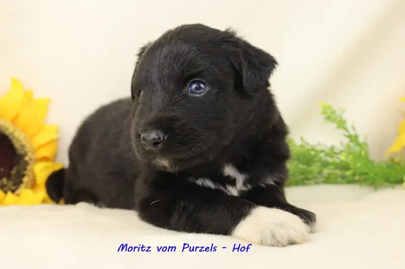 Moritz gallery image 4